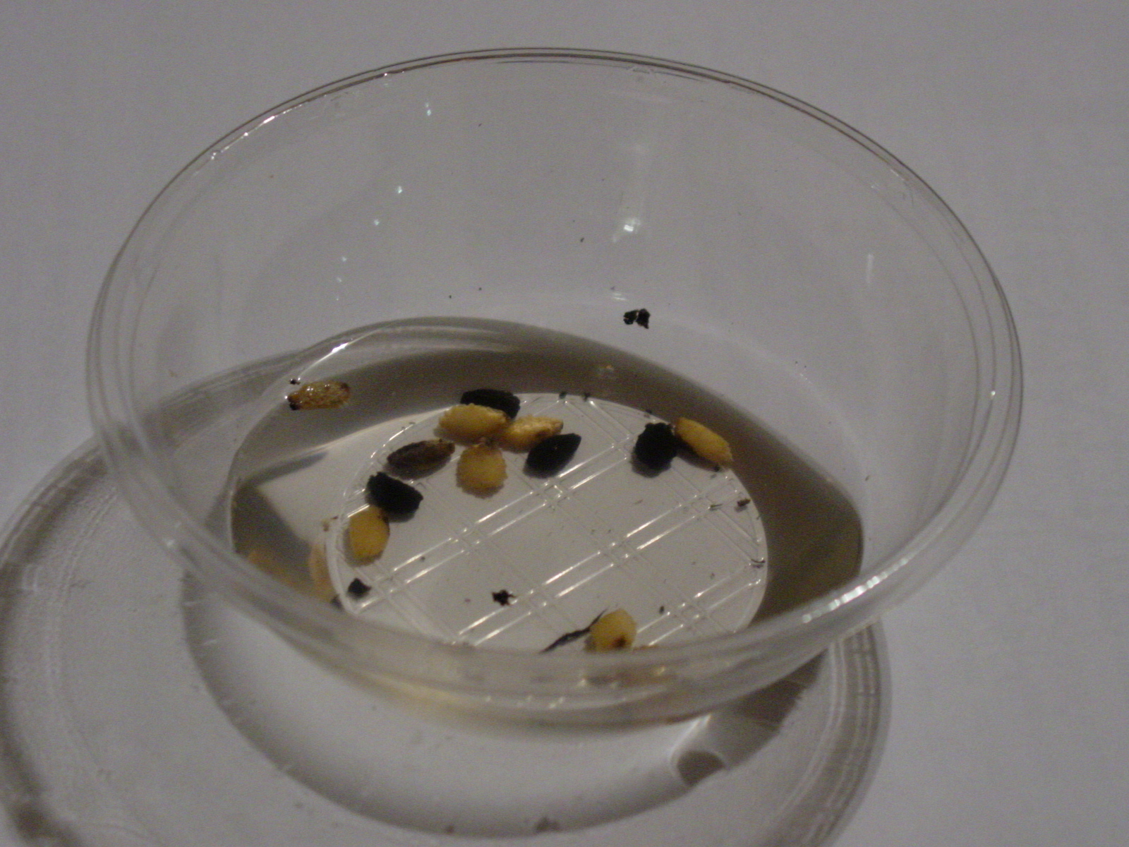 Semi di Ibicella lutea (neri) e Proboscidea parviflora (bianchi) in acqua  per 24-48 ore